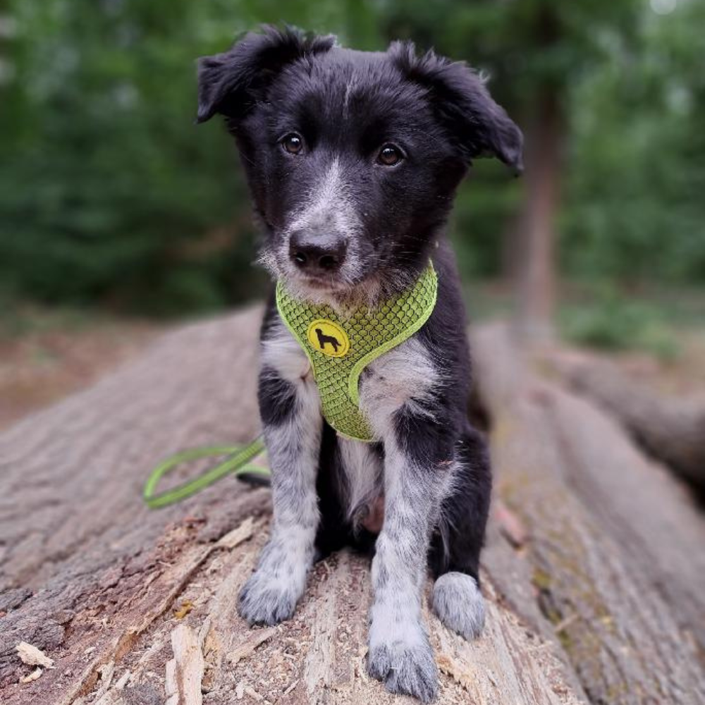 ŠTĚNĚČÍ AKADEMIE