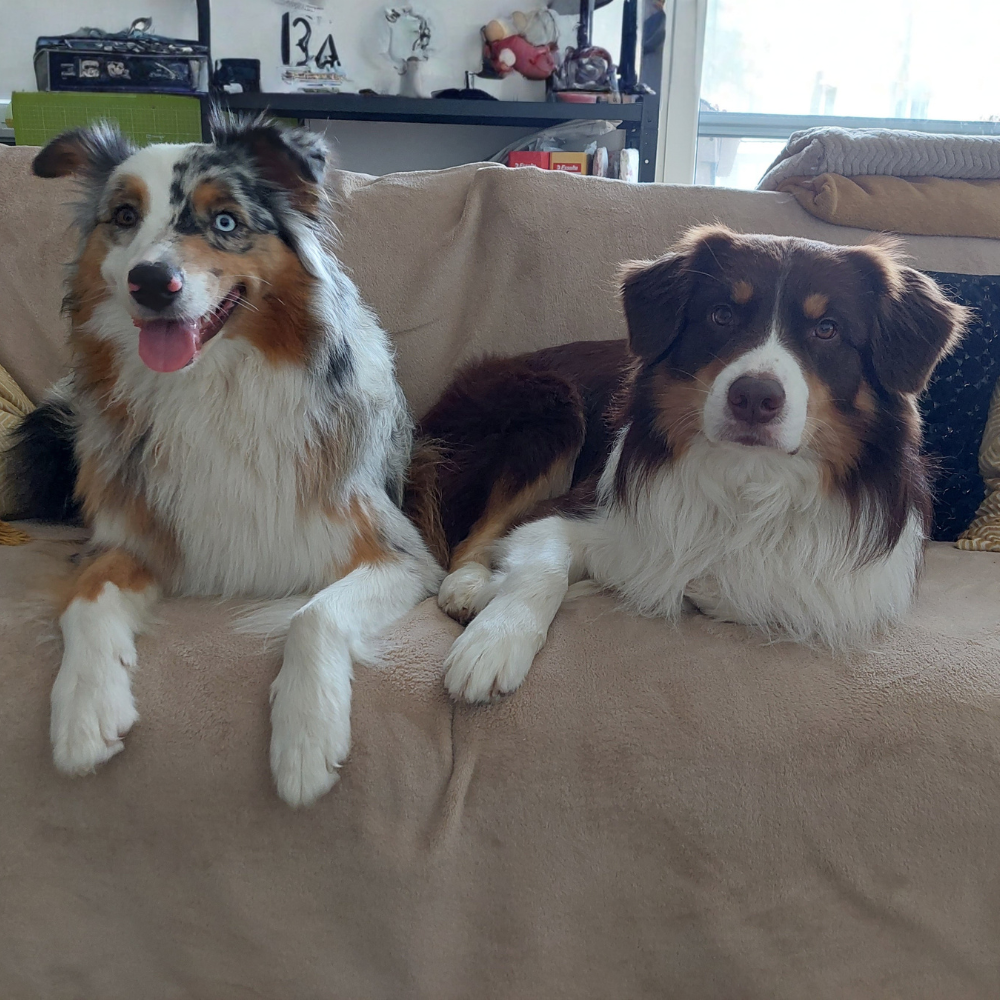 ZÁKLADNÍ POSLUŠNOST BEZ STRESU