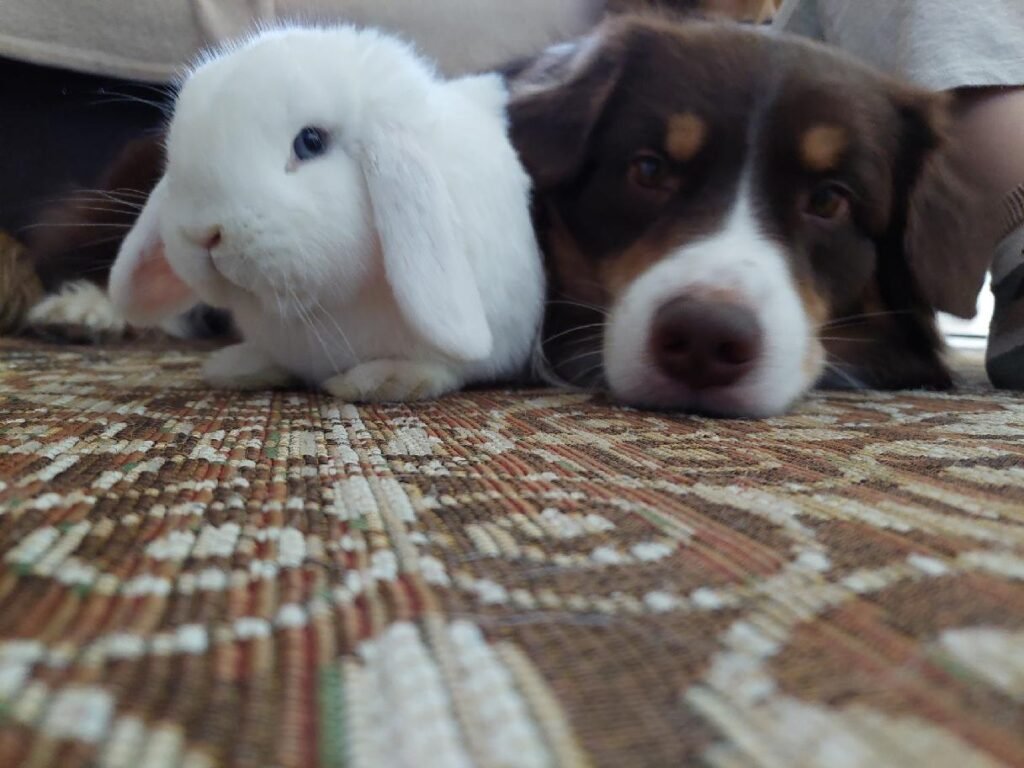 Fast_Food_pod_stromecek Aspena a králík Roger